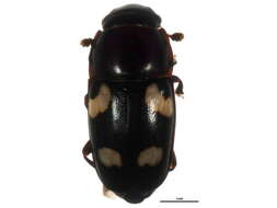 Image of Four-spotted Sap Beetle