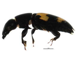 Image of Glischrochilus fasciatus (Olivier 1790)