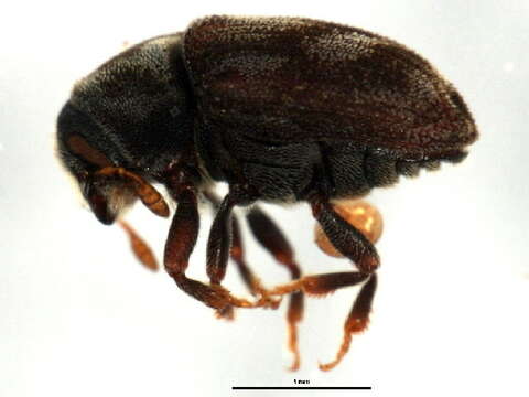 Image of Eastern Ash Bark Beetle