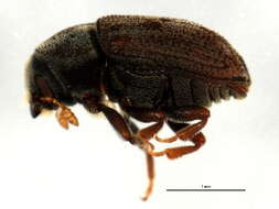 Hylesinus aculeatus Say 1824 resmi