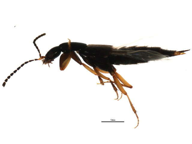 Image of Philonthus monaeses Smetana 1995