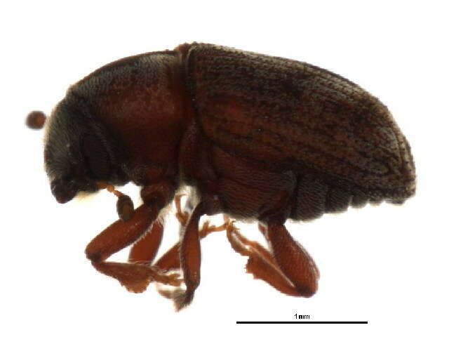 Image of Eastern Ash Bark Beetle