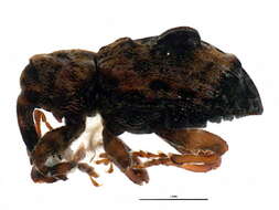 Conotrachelus corni Brown 1966 resmi