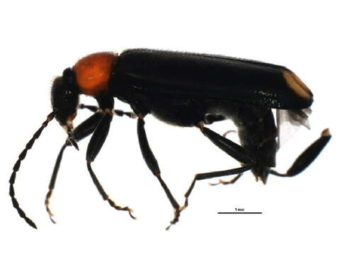 Image of <i>Pedilus terminalis</i>