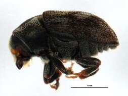 Image of Eastern Ash Bark Beetle