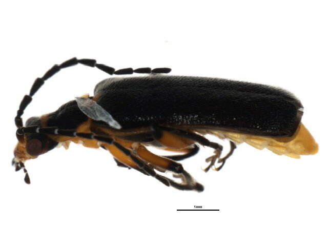 Image of <i>Atalantycha bilineata</i>