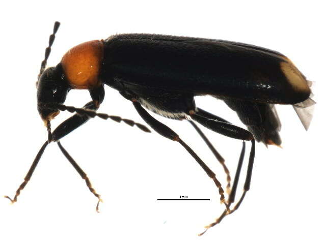 Image of <i>Pedilus terminalis</i>