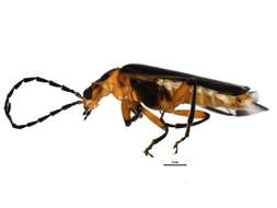 Image of <i>Atalantycha bilineata</i>