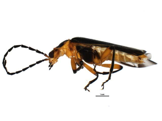 Image of <i>Atalantycha bilineata</i>