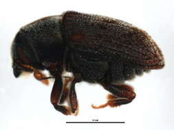 Image of Eastern Ash Bark Beetle