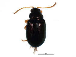 صورة Crepidodera violacea F. E. Melsheimer 1847