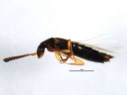 Image of Atheta (Atheta) brunneipennis (Thomson & C. G. 1852)