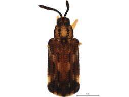 Image of Sumitrosis inaequalis (Weber 1801)