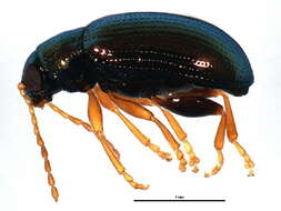 صورة Crepidodera violacea F. E. Melsheimer 1847