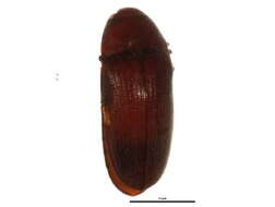 Image of Aulonothroscus distans Blanchard 1917