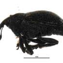 Image of <i>Ceutorhynchus omissus</i>