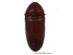 Image of Aulonothroscus distans Blanchard 1917