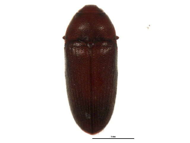 Image of Aulonothroscus distans Blanchard 1917