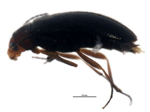 Image of <i>Symphora flavicollis</i>