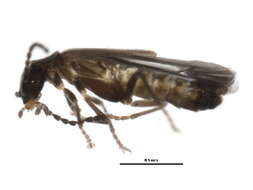 Image of <i>Malthodes pumilus</i>