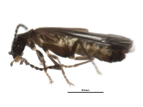 Image of <i>Malthodes pumilus</i>