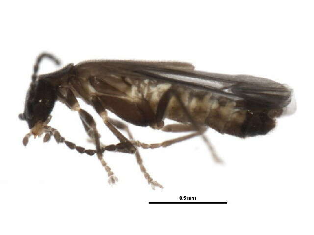 صورة <i>Malthodes pumilus</i>