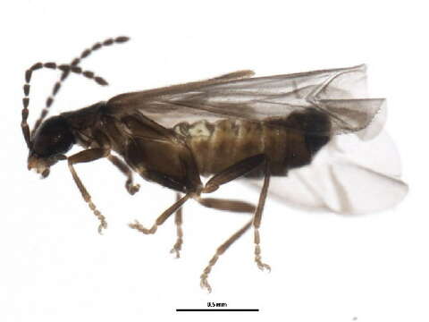 Image of <i>Malthodes pumilus</i>