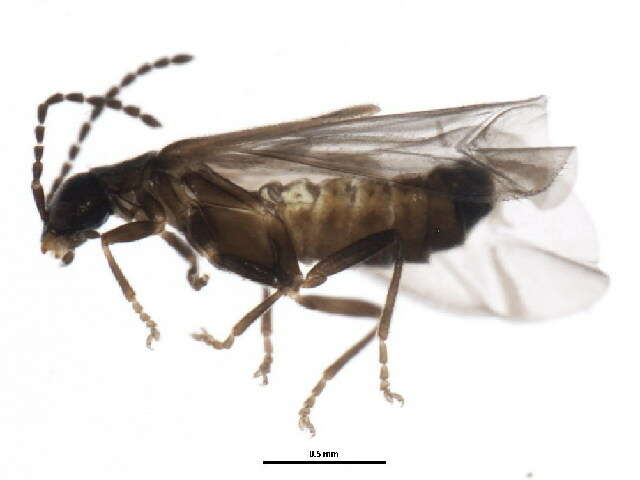 صورة <i>Malthodes pumilus</i>