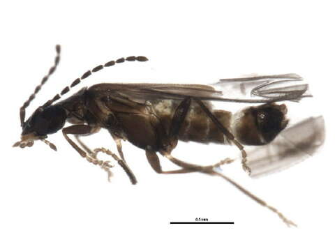 Image of <i>Malthodes pumilus</i>