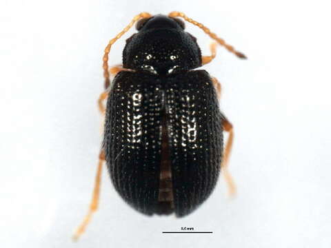 Image of Potato Flea Beetle