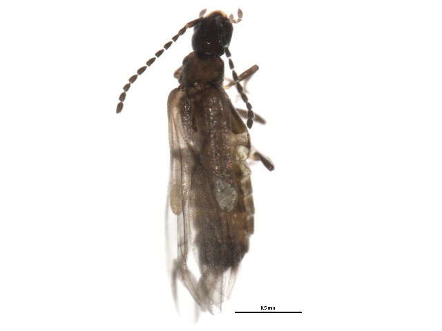 صورة <i>Malthodes pumilus</i>