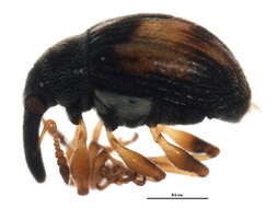 Image of <i>Nanophyes marmoratus</i>