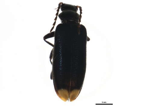 Image of <i>Pedilus elegans</i>