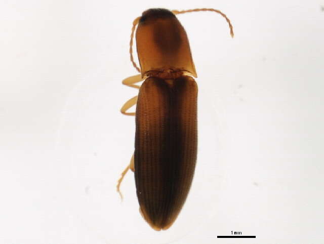 Image of <i>Dalopius pallidus</i>