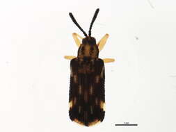 Image of Sumitrosis inaequalis (Weber 1801)