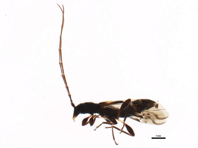 Image of Molorchus bimaculatus Say 1824