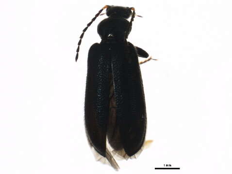 Image of <i>Pedilus elegans</i>