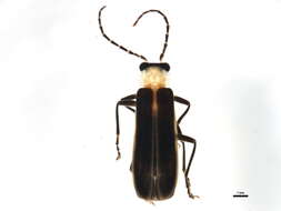 <i>Podabrus flavicollis</i>的圖片