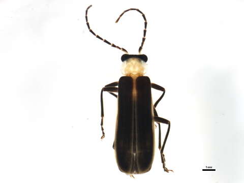 Image of <i>Podabrus flavicollis</i>