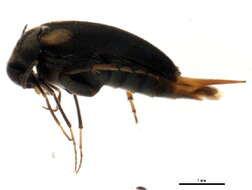 Image of Mordellochroa scapularis (Say 1824)