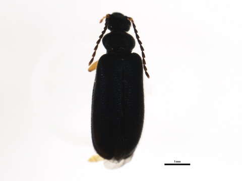 Image of <i>Pedilus elegans</i>