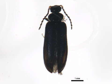 Image of <i>Pedilus elegans</i>