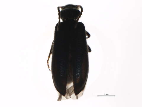 Image of <i>Pedilus elegans</i>