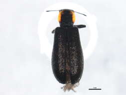 Image of Placopterus