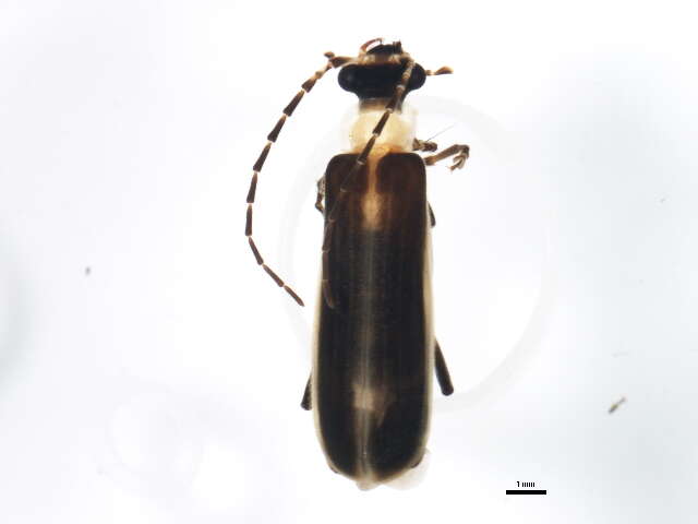 Image of <i>Podabrus flavicollis</i>