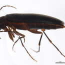 Image of <i>Serropalpus coxalis</i>