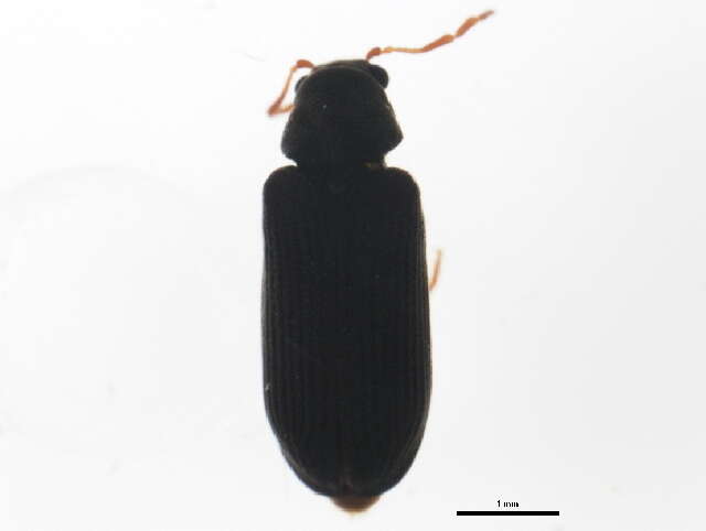 Image of Hemicoelus umbrosus (Fall 1905)