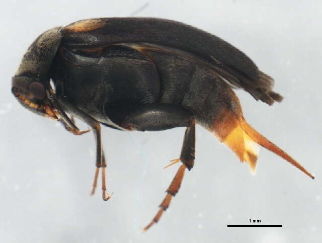 Image of Mordellochroa scapularis (Say 1824)