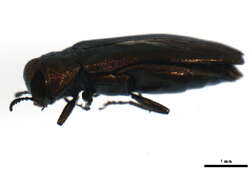 Image of <i>Agrilus <i>cuprescens</i></i> cuprescens