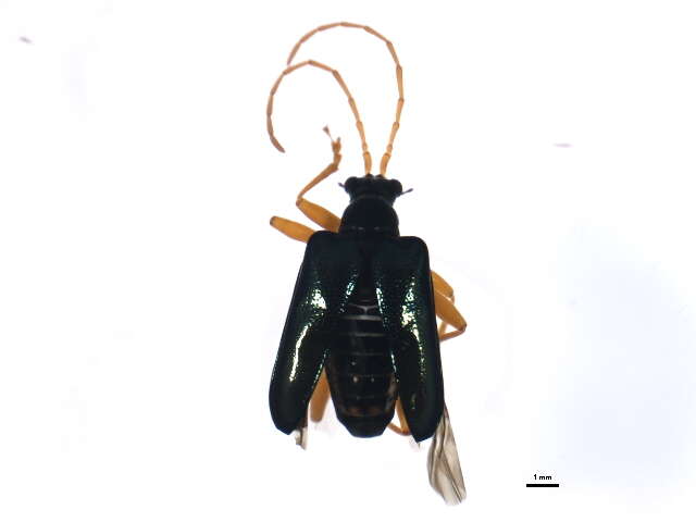 صورة Gaurotes cyanipennis (Say 1824)